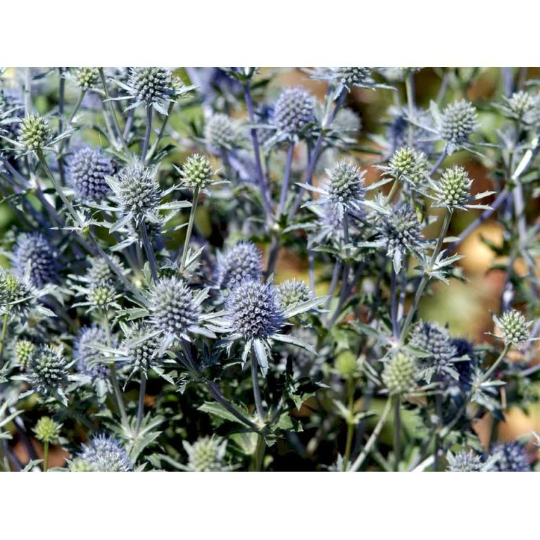 Russisk Mandstro Eryngium Planum 'Blauekappe' 1 Liter Potte 1 Russisk Mandstro Eryngium Planum 'Blauekappe' 1 Liter Potte