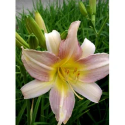 Daglilje 'Catherine Woodbury' Hemerocallis Hybrid 'Catherine Woodbury' Potte 2 Liter. -Tilbud Lys Haven Butik mi4407 hemerocallis hybrid catherine woodbury 3754