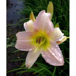 Daglilje 'Catherine Woodbury' Hemerocallis Hybrid 'Catherine Woodbury' Potte 2 Liter. -Tilbud Lys Haven Butik mi4407 hemerocallis hybrid catherine woodbury 9976