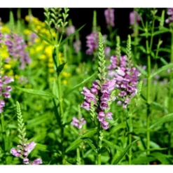 Drejeblomst 'Vivid' Physostegia Virginiana 'Vivid' 1 Liter Potte