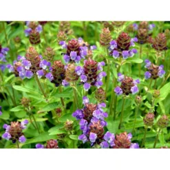 Storblomstret Brunelle Prunella Grandiflora 1 Liter Potte -Tilbud Lys Haven Butik mi4463 prunella grandiflora 201d