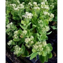Kinesisk Sankhansurt 'Iceberg' Sedum Spectabile 'Iceberg' 1 Liter Potte -Tilbud Lys Haven Butik mi4480 sedum spectabile iceberg 72d8