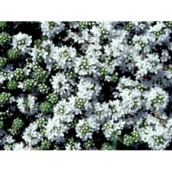 Smalbladet Timian 'Albiflorus' Thymus Praecox 'Albiflorus' 10 Cm. Potte -Tilbud Lys Haven Butik mi4492 thymus praecox albiflorus e6ae