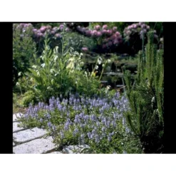 Læge ærenpris 'Allgrün' Veronica Officinalis 'Allgrün' 10 Cm. Potte -Tilbud Lys Haven Butik mi4497 veronica officinalis allgruen d9df