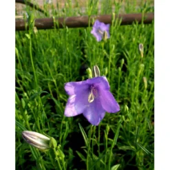 Smalbladet Klokke Campanula Persicifolia 1 Liter Potte -Tilbud Lys Haven Butik mi451 campanula persicifolia 3441