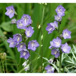 Smalbladet Klokke Campanula Persicifolia 1 Liter Potte