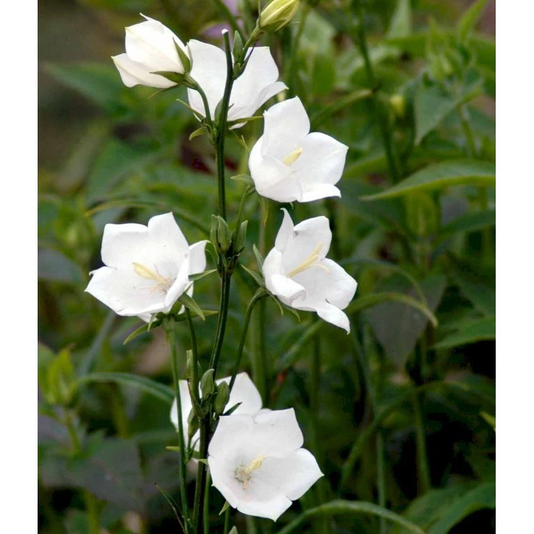 Smalbladet Klokke 'Alba' Campanula Persicifolia 'Alba' 1 Liter Potte 5 Smalbladet Klokke 'Alba' Campanula Persicifolia 'Alba' 1 Liter Potte - Billede 5
