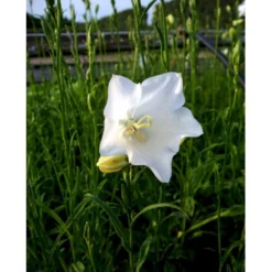 Smalbladet Klokke 'Alba' Campanula Persicifolia 'Alba' 1 Liter Potte 8 Smalbladet Klokke 'Alba' Campanula Persicifolia 'Alba' 1 Liter Potte -Tilbud Lys Haven Butik mi455 campanula persicifolia alba 99aa