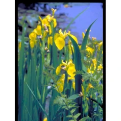 Gul Iris Iris Pseudoacorus 1 Liter Potte -Tilbud Lys Haven Butik mi4561 iris pseudacorus 7018