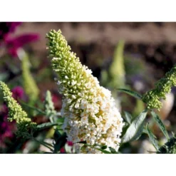 Sommerfuglebusk Buzz 'Ivory' Buddleja Buzz 'Ivory' 3,0 Liter Potte -Tilbud Lys Haven Butik mi4566 buddleja davidii buzz tm ivory 3d08