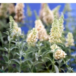 Sommerfuglebusk Buzz 'Ivory' Buddleja Buzz 'Ivory' 3,0 Liter Potte -Tilbud Lys Haven Butik mi4566 buddleja davidii buzz tm ivory 7e38