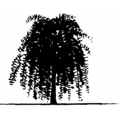 Sibirisk ærtetræ Caragana Arborescens Solitær Busk 150-175 Cm. - Med Klump -Tilbud Lys Haven Butik mi461 caragana arborescens 3442