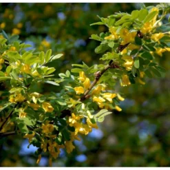 Sibirisk ærtetræ Caragana Arborescens Solitær Busk 150-175 Cm. - Med Klump -Tilbud Lys Haven Butik mi461 caragana arborescens de7c