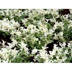 Benved 'Harlequin' Euonymus Fortunei 'Harlequin' Potte 2,0 Liter,- 20-25 Cm. -Tilbud Lys Haven Butik mi4644 euonymus fortunei harlequin 1380