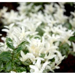 Benved 'Harlequin' Euonymus Fortunei 'Harlequin' Potte 2,0 Liter,- 20-25 Cm. -Tilbud Lys Haven Butik mi4644 euonymus fortunei harlequin d61e