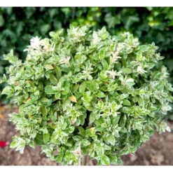 Benved 'Harlequin' Euonymus Fortunei 'Harlequin' Potte 2,0 Liter,- 20-25 Cm. -Tilbud Lys Haven Butik mi4644 euonymus fortunei harlequin eefb