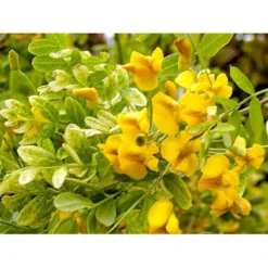 Hænge-Ærtetræ Caragana Arborescens 'Pendula' Opstammet 120 Cm. Med Potte -Tilbud Lys Haven Butik mi466 caragana arborescens pendula b36c