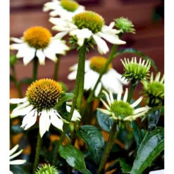 Purpursolhat 'Pow Wow - White' Echinacea Purpurea 'Pow Wow - White' Potte 2 Liter. -Tilbud Lys Haven Butik mi4708 echinacea purpurea pow wow white 16e9