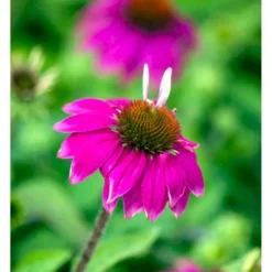 Purpursolhat Echinacea Pur .'Wild Berry'® 1 Liter Potte -Tilbud Lys Haven Butik mi4711 echinacea purpurea pow wow wild berry 098f