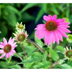 Purpursolhat Echinacea Pur .'Wild Berry'® 1 Liter Potte