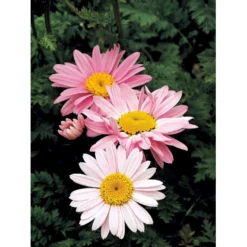 Rosenkrave 'Robinson's Rosa' Tanacetum Coccineum 'Robinson's Rosa' 1 Liter Potte -Tilbud Lys Haven Butik mi4719 tanacetum coccineum robinson s rosa e507