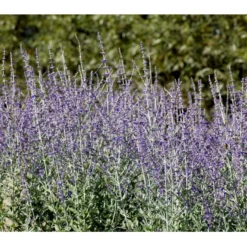 Russisk Salvie 'Little Spire' Perovskia Atriplicifolia 'Little Spire' 1 Liter Potte -Tilbud Lys Haven Butik mi4891 perovskia atriplicifolia little spire 5003