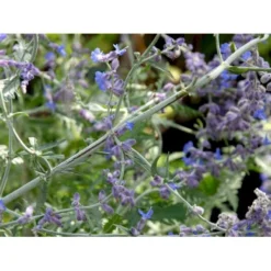 Russisk Salvie 'Little Spire' Perovskia Atriplicifolia 'Little Spire' 1 Liter Potte -Tilbud Lys Haven Butik mi4891 perovskia atriplicifolia little spire bc46