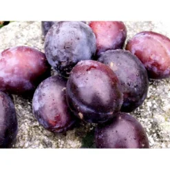 Blomme 'Hanita' Prunus Domestica 'Hanita' 4-8 Grene, 130-170 Cm. 10 Liter Potte. (S.J.A.) -Tilbud Lys Haven Butik mi4899 prunus domestica hanita 623c