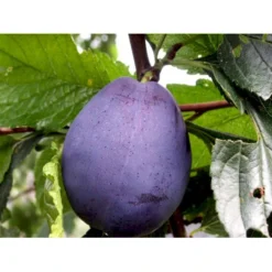 Blomme 'Hanita' Prunus Domestica 'Hanita' 4-8 Grene, 130-170 Cm. 10 Liter Potte. (S.J.A.) -Tilbud Lys Haven Butik mi4899 prunus domestica hanita baaf