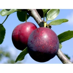 Blomme 'Ive' Prunus Domestica 'Ive' 4-8 Grene, 130-170 Cm. 10 Liter Potte. (S.J.A.) -Tilbud Lys Haven Butik mi4900 prunus domestica ive 94f2