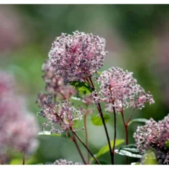 Amerikansk Syren 'Marie Simon' Ceanothus Pallidus 'Marie Simon' 3,5 Liter Potte