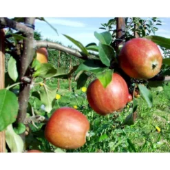 Æble 'Ildrød Pigeon' Malus X 'Ildrød Pigeon' 4-8 Grene. 120-160 Cm. Potte, (M7) -Tilbud Lys Haven Butik mi5038 malus domestica ildroed pigeon 3fc8