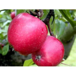 Æble 'Ildrød Pigeon' Malus X 'Ildrød Pigeon' 4-8 Grene. 120-160 Cm. Potte, (M7) -Tilbud Lys Haven Butik mi5038 malus domestica ildroed pigeon a0fd