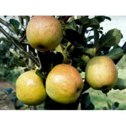 Æble 'James Grieve' Malus X 'James Grieve' Espalier 2 Etager,- Med Potte -Tilbud Lys Haven Butik mi5042 malus domestica james grieve 63cf