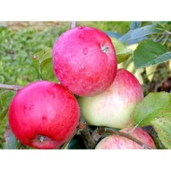 Æble 'Rød Ananas' Malus X 'Rød Ananas' Dværgtræ, 3-5 Grene, 6,7 Liter Potte, 80-100 Cm. -Tilbud Lys Haven Butik mi5065 malus domestica roed ananas 2a7b