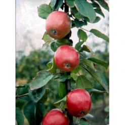 Æble 'Rød Ananas' Malus X 'Rød Ananas' Dværgtræ, 3-5 Grene, 6,7 Liter Potte, 80-100 Cm. -Tilbud Lys Haven Butik mi5065 malus domestica roed ananas 6801