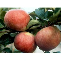 Æble 'Rød Aroma' Malus X 'Rød Aroma' 4-8 Grene. 120-160 Cm. Potte, (M7) -Tilbud Lys Haven Butik mi5066 malus domestica roed aroma 9e2c