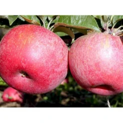 Æble 'Rød Aroma' Malus X 'Rød Aroma' 4-8 Grene. 120-160 Cm. Potte, (M7) -Tilbud Lys Haven Butik mi5066 malus domestica roed aroma fa34