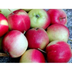 Æble 'Sunrise' Malus X 'Sunrise' 4-8 Grene. 120-160 Cm. Potte, (M7) -Tilbud Lys Haven Butik mi5074 malus domestica sunrise 4801