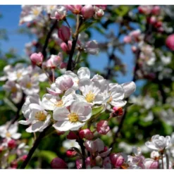 Paradisæble 'Everest' Malus Ssp. 'Everest' Heister 175-200 Cm. Med Potte -Tilbud Lys Haven Butik mi5084 malus evereste 8cb1