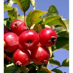 Paradisæble 'Everest' Malus Ssp. 'Everest' Heister 175-200 Cm. Med Potte -Tilbud Lys Haven Butik mi5084 malus evereste cd58