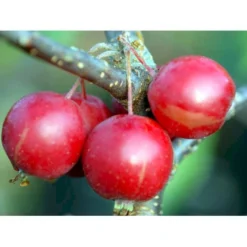 Paradisæble 'Gorgeous' Malus Hybrid 'Gorgeous' Heister 175-200 Cm. Med Potte -Tilbud Lys Haven Butik mi5088 malus gorgeous 3348