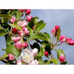 Paradisæble 'Gorgeous' Malus Hybrid 'Gorgeous' Heister 175-200 Cm. Med Potte -Tilbud Lys Haven Butik mi5088 malus gorgeous 4abc