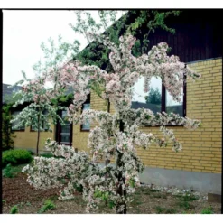 Paradisæble 'Gorgeous' Malus Hybrid 'Gorgeous' Heister 175-200 Cm. Med Potte -Tilbud Lys Haven Butik mi5088 malus gorgeous f369