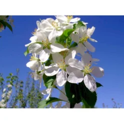 Paradisæble 'Gorgeous' Malus Hybrid 'Gorgeous' Heister 175-200 Cm. Med Potte -Tilbud Lys Haven Butik mi5088 malus gorgeous f5a9