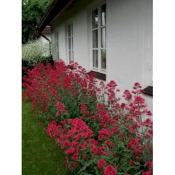 Sporebaldrian 'Coccineus' Centranthus Ruber 'Coccineus' 1 Liter Potte -Tilbud Lys Haven Butik mi508 centranthus ruber coccineus 7996