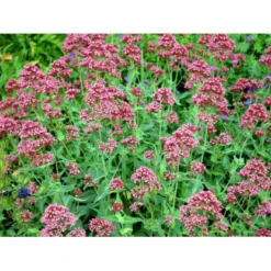 Sporebaldrian 'Coccineus' Centranthus Ruber 'Coccineus' 1 Liter Potte -Tilbud Lys Haven Butik mi508 centranthus ruber coccineus 90d5