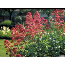 Sporebaldrian 'Coccineus' Centranthus Ruber 'Coccineus' 1 Liter Potte -Tilbud Lys Haven Butik mi508 centranthus ruber coccineus e63d