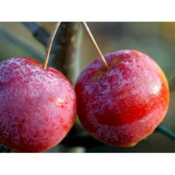 Osmo Paradisæble 'Hyslop' Malus Hybrid 'Hyslop' Heister 175-200 Cm. Med Potte -Tilbud Lys Haven Butik mi5096 malus hyslop b404