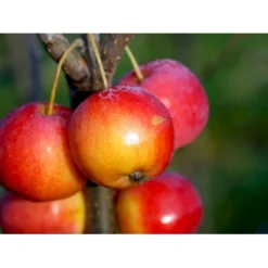 Osmo Paradisæble 'Hyslop' Malus Hybrid 'Hyslop' Heister 175-200 Cm. Med Potte